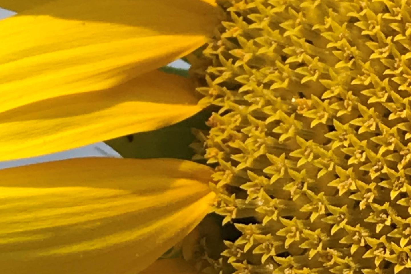Sonnenblume