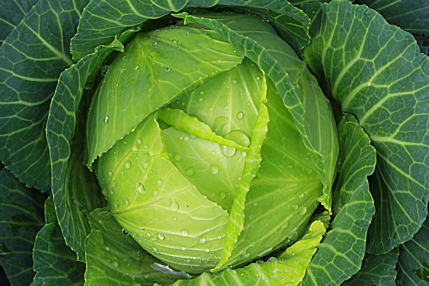 Kopfkohl