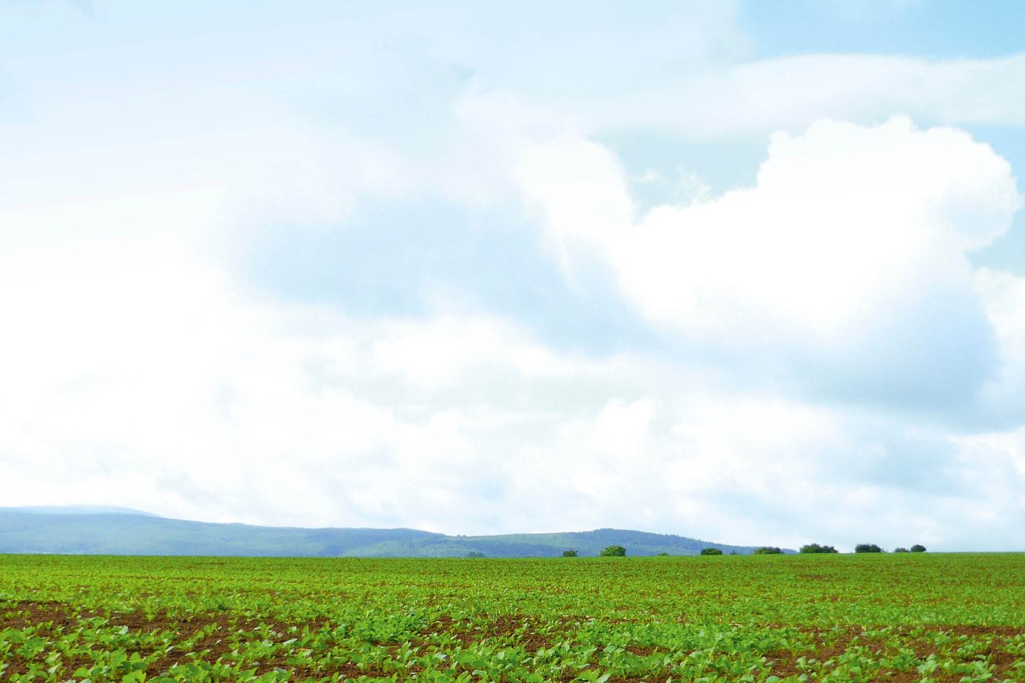 Rapsfeld mit Himmel