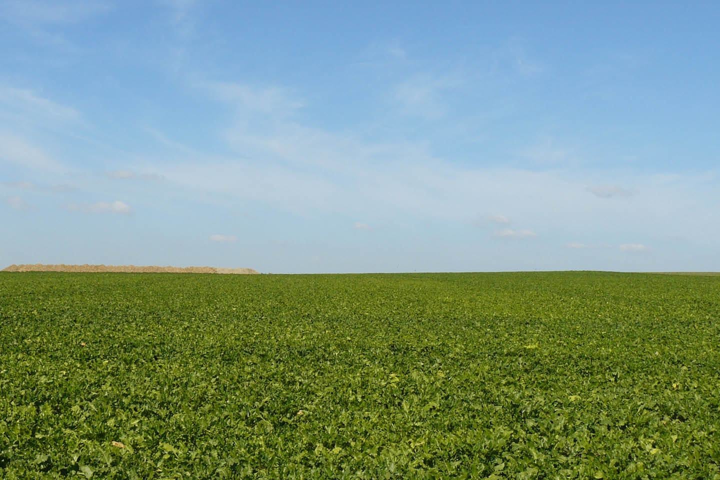 Zuckerrübenfeld mit Himmel