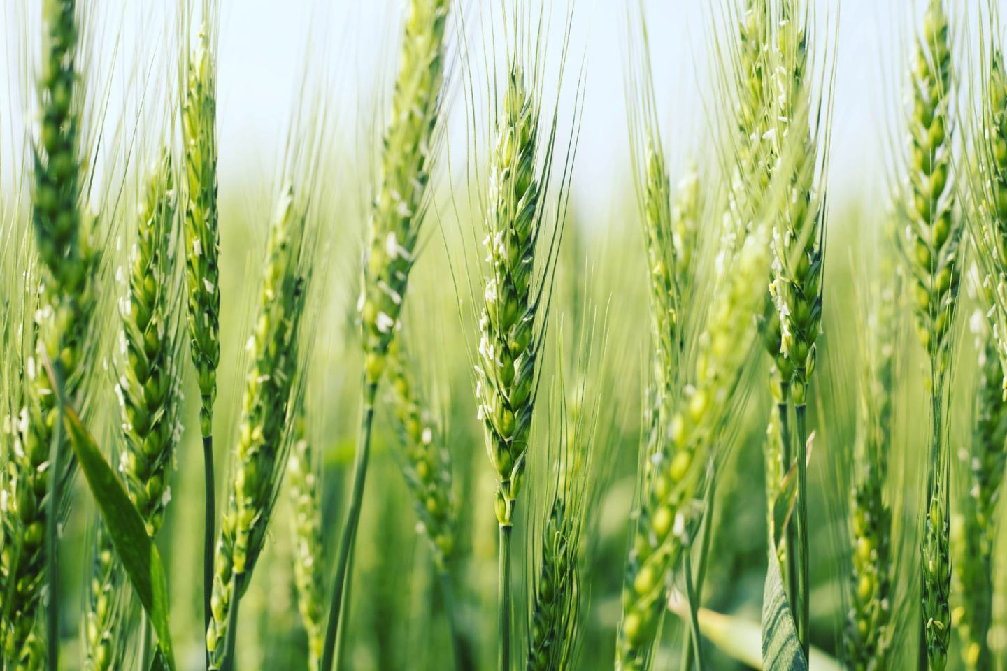 Grüne Getreideähren vor blauem Himmel