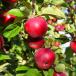 Apfel