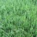 Triticale
