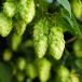 Hopfen