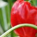 peppers