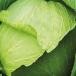 cabbage