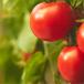 tomate