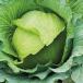 Cabbage