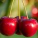 Drei rote, reife Kischen mit Stängel in Nahaufnahme mit verschwommenen grünlichen Hintergrund.