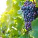 Nahaufnahme einer roten reifen Weintraube an grüner Weinrebe mit hellem weißen Himmel. 