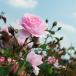 Rosa Rosen