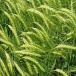 Grüne Gersten Ähren auf Feld