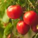 Rote Tomaten