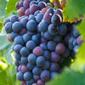 Nahaufnahme einer roten reifen Weintraube an grüner Weinrebe mit hellem weißen Himmel.