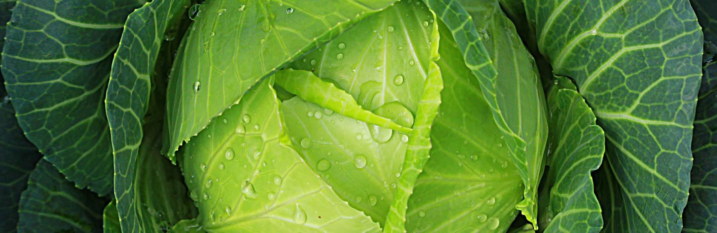 Grüner Kohlkopf von oben in Nahaufnahme mit Wassertropfen.