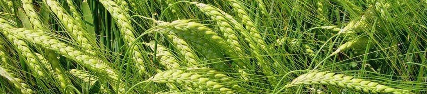 Grünes, reifes Gerstenfeld mit Nahaufnahe der Gerstenähren mit langen Grannen.