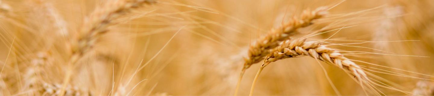Reife, goldene Gerstenähren in Nahaufnahme mit leicht verschwommenen goldbraunen Hintergrund.