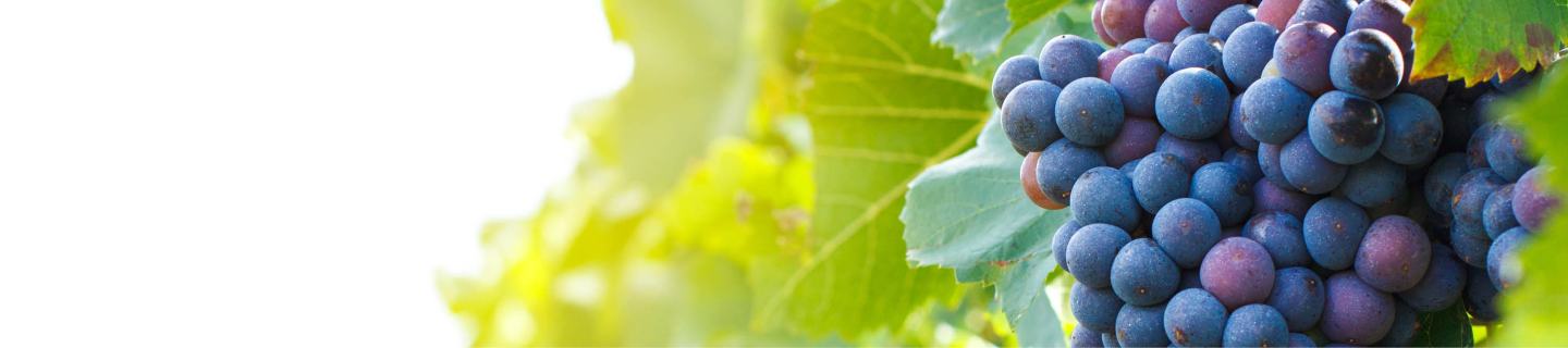 Nahaufnahme einer roten reifen Weintraube an grüner Weinrebe mit hellem weißen Himmel.