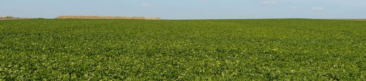 Weites Feld voll mit grünen Blättern der Zuckerrübe mit blauem Himmel und leichten Quellwolken.
