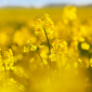OSR