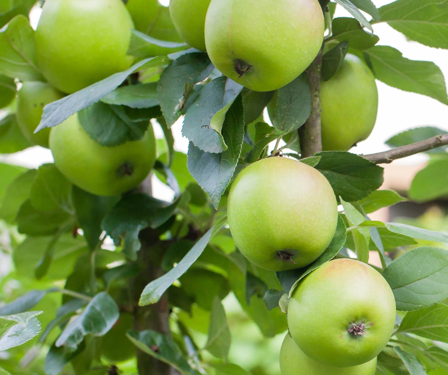 apple
