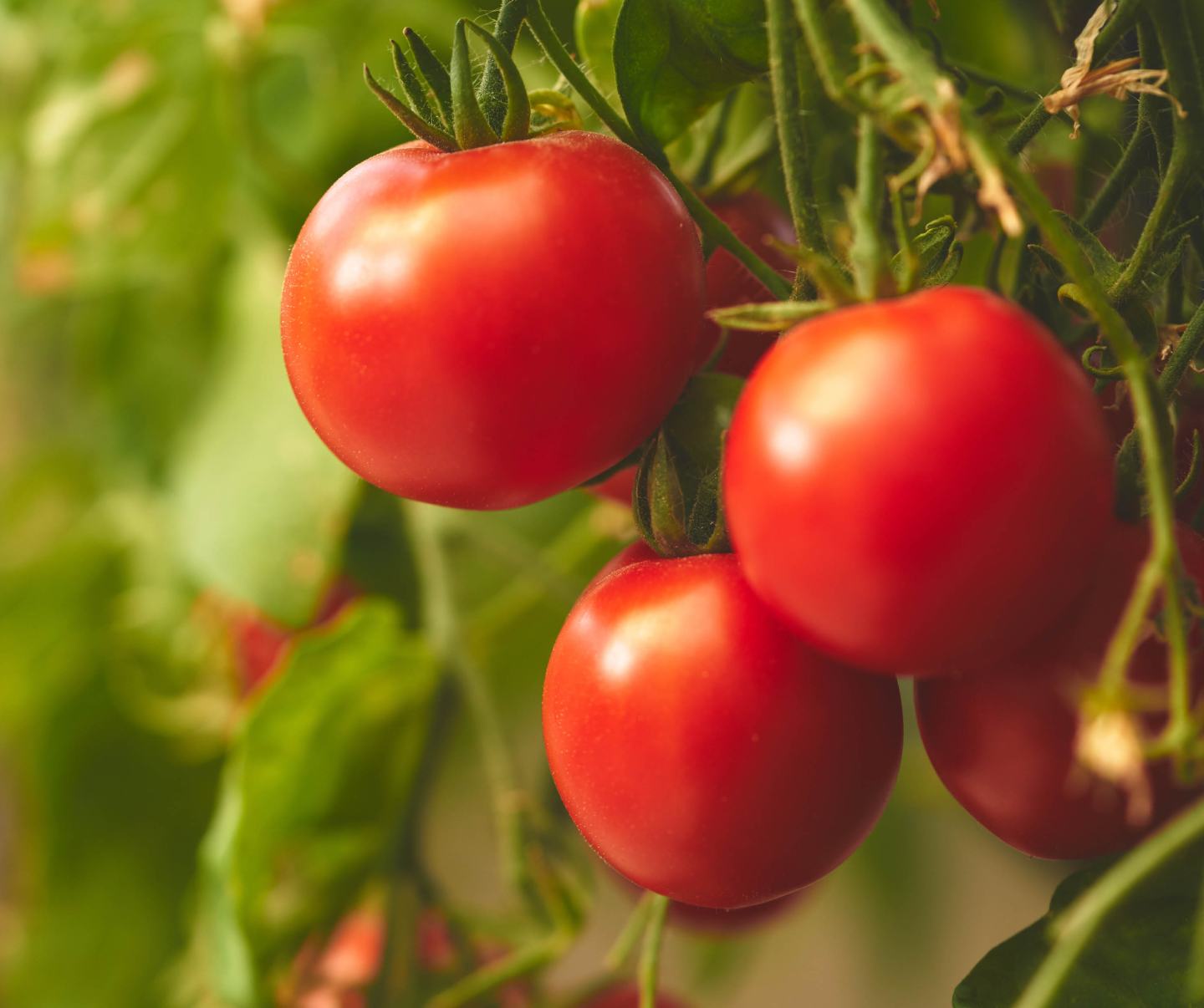 tomato