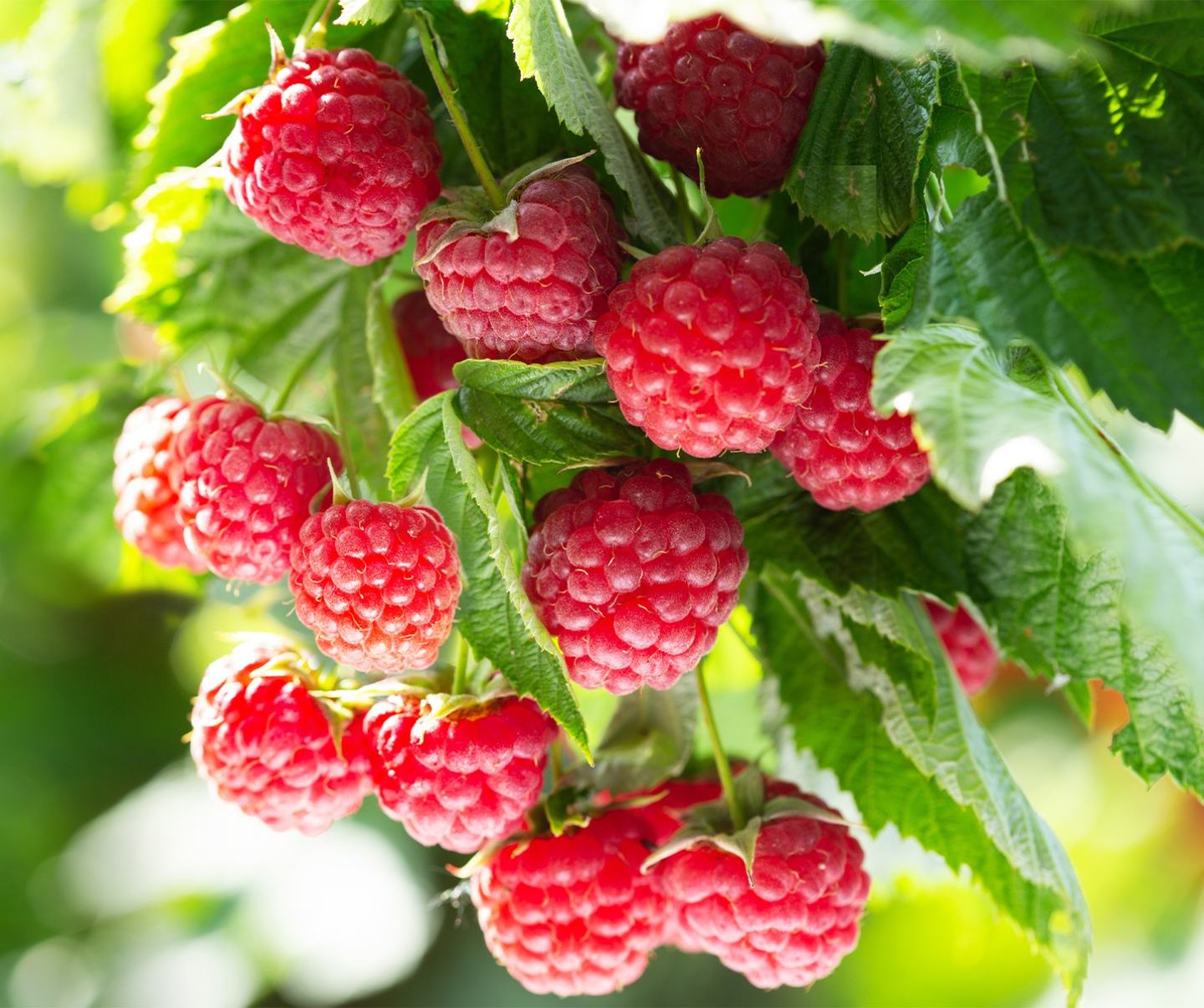 Seamac® OR biostimulant