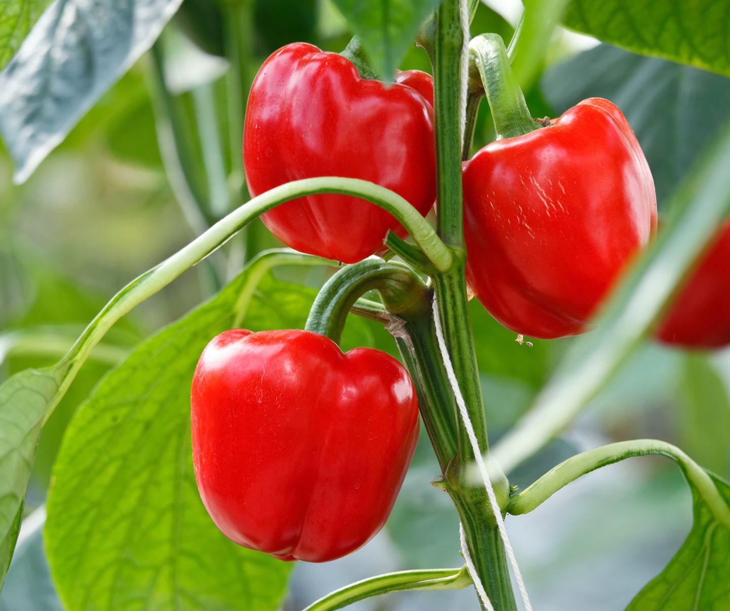 pepper