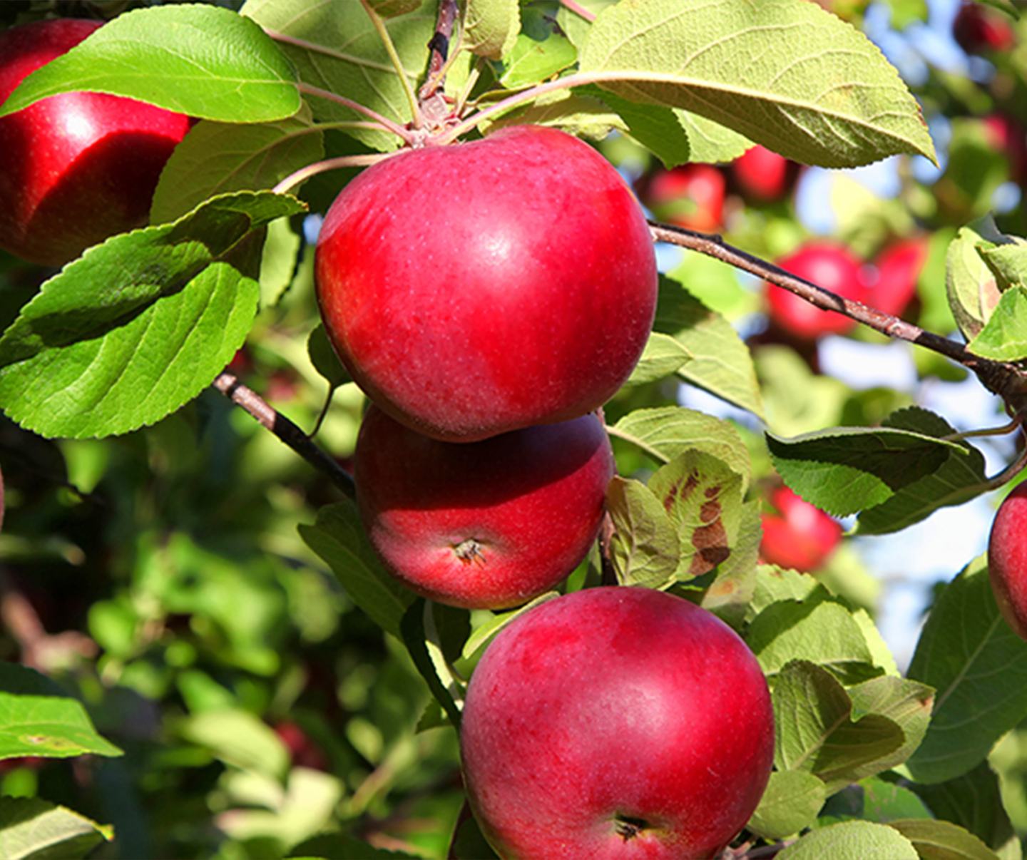 apple