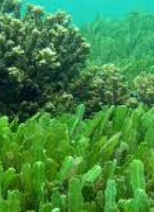 algae