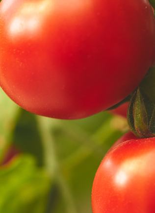 Tomato