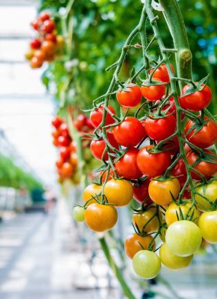 Well protected fruit crop from insect pests