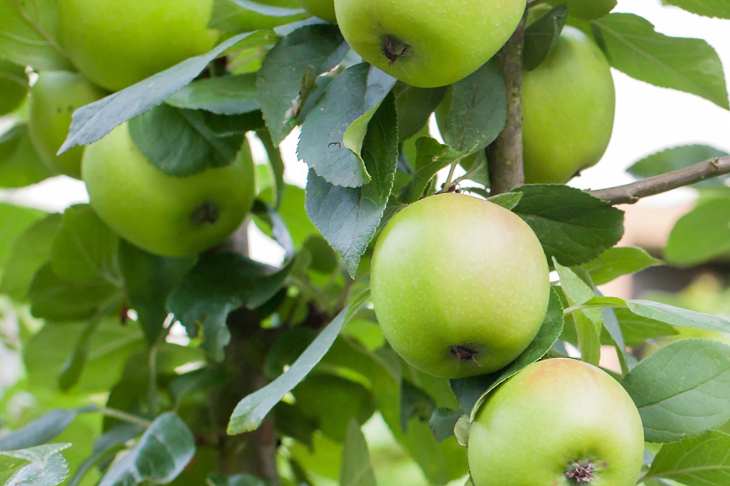 apple