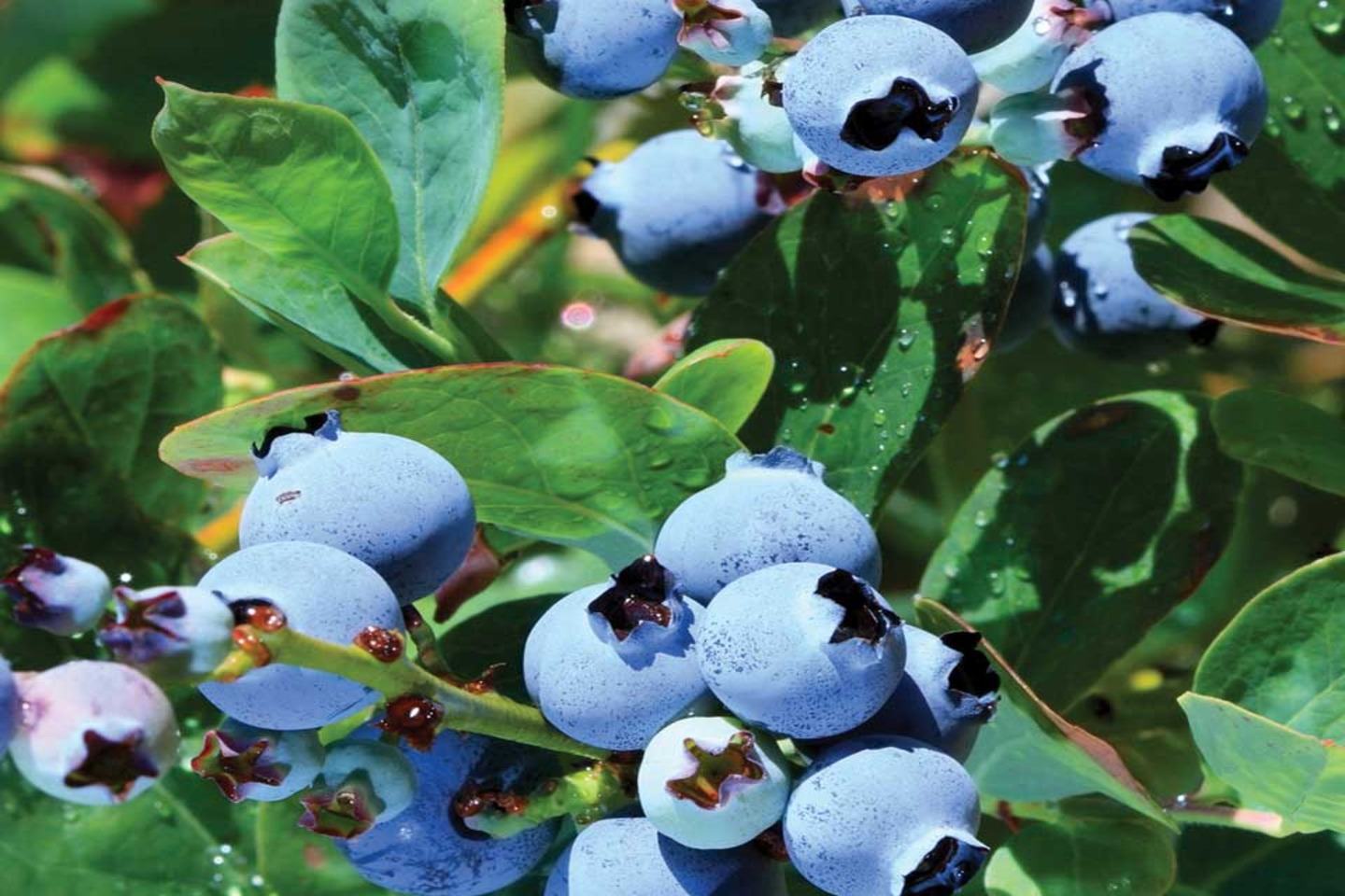 benevia
