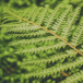 fern