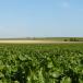 Sugarbeet