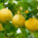 Citrus