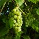 grape