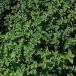 Menthe