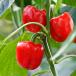 Pepper