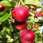 Arboriculture et vigne