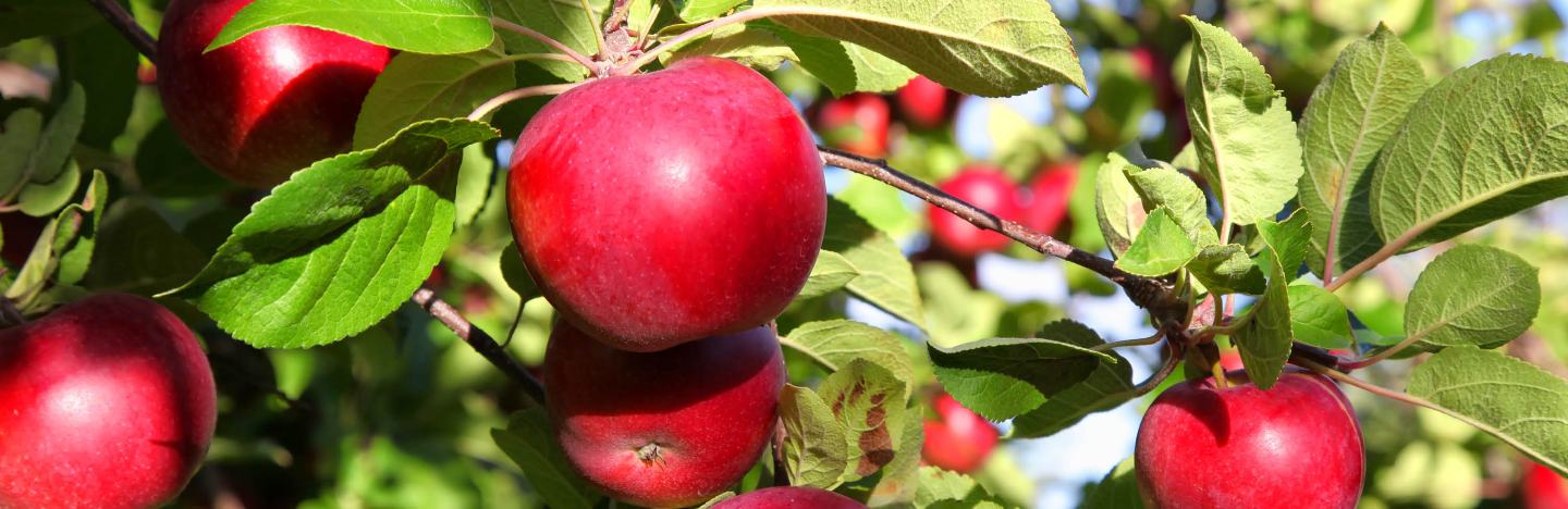 Arboriculture et vigne