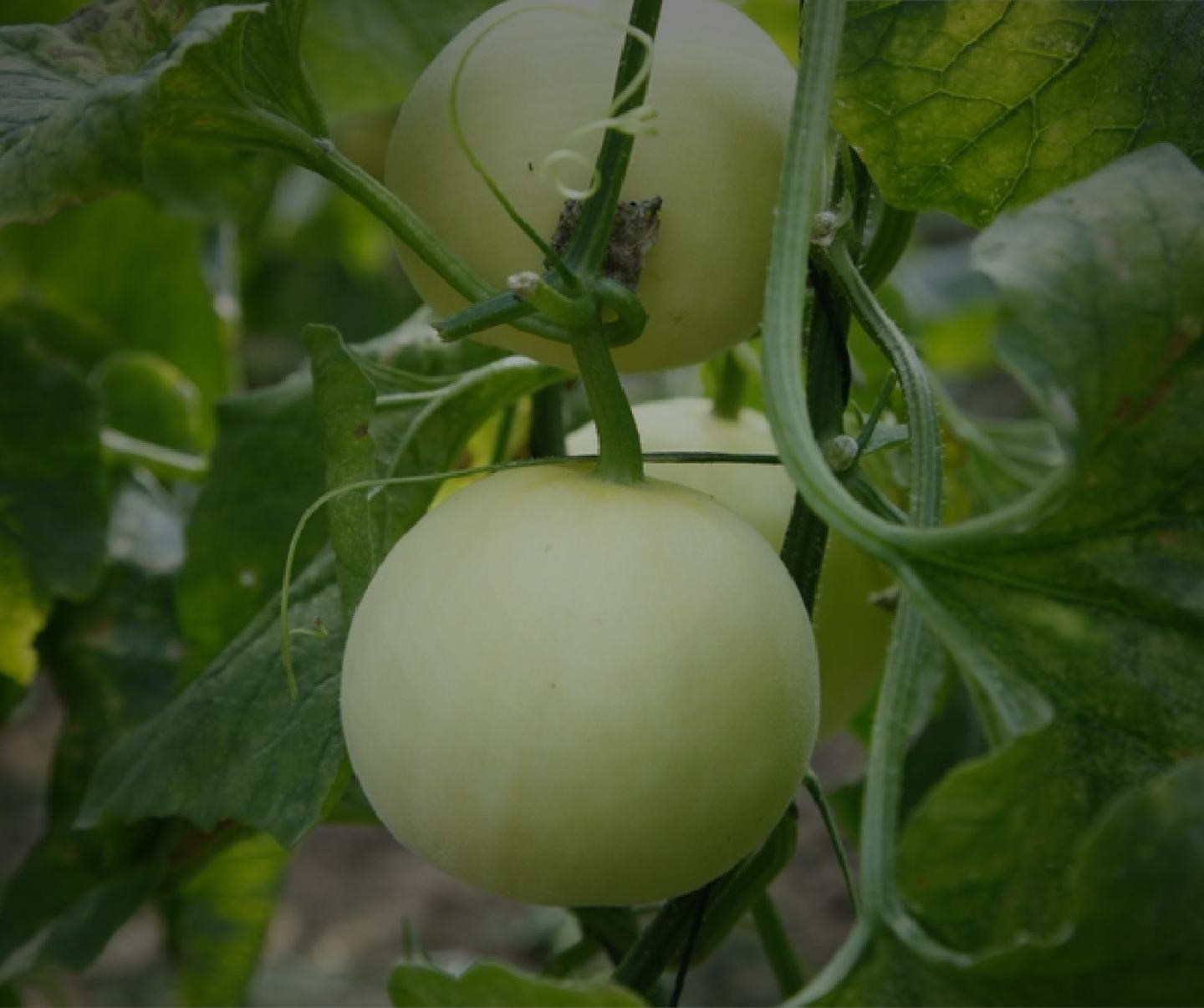 benevia