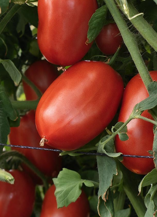 tomate