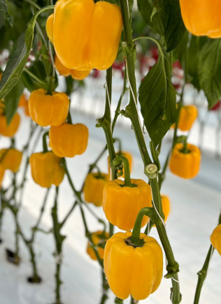 peppers