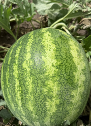 Sandia