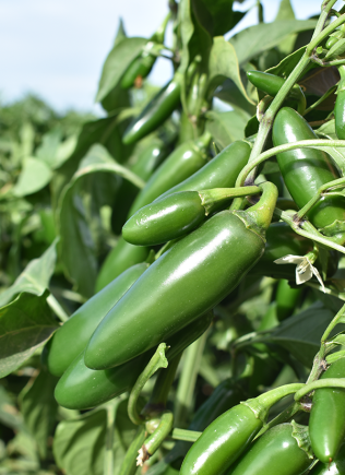 Chiles