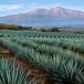 Agave