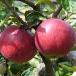 manzana