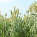 Sorgo